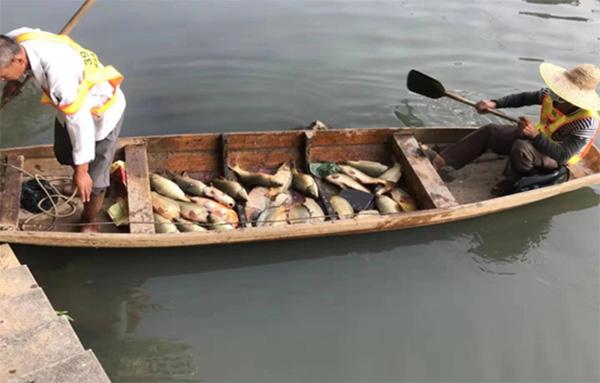 环卫人员打捞永和河被污染的死鱼